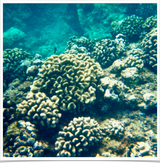 Cauliflower Coral (Pocillopora meandrina) - abundant scleractinian coral thriving in high energy reef environments.
